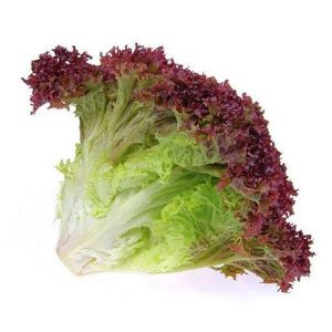 Lechuga lollo rosso