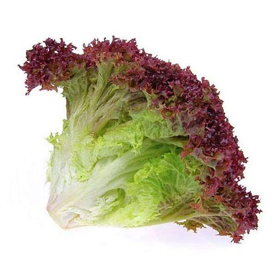Lechuga lollo rosso