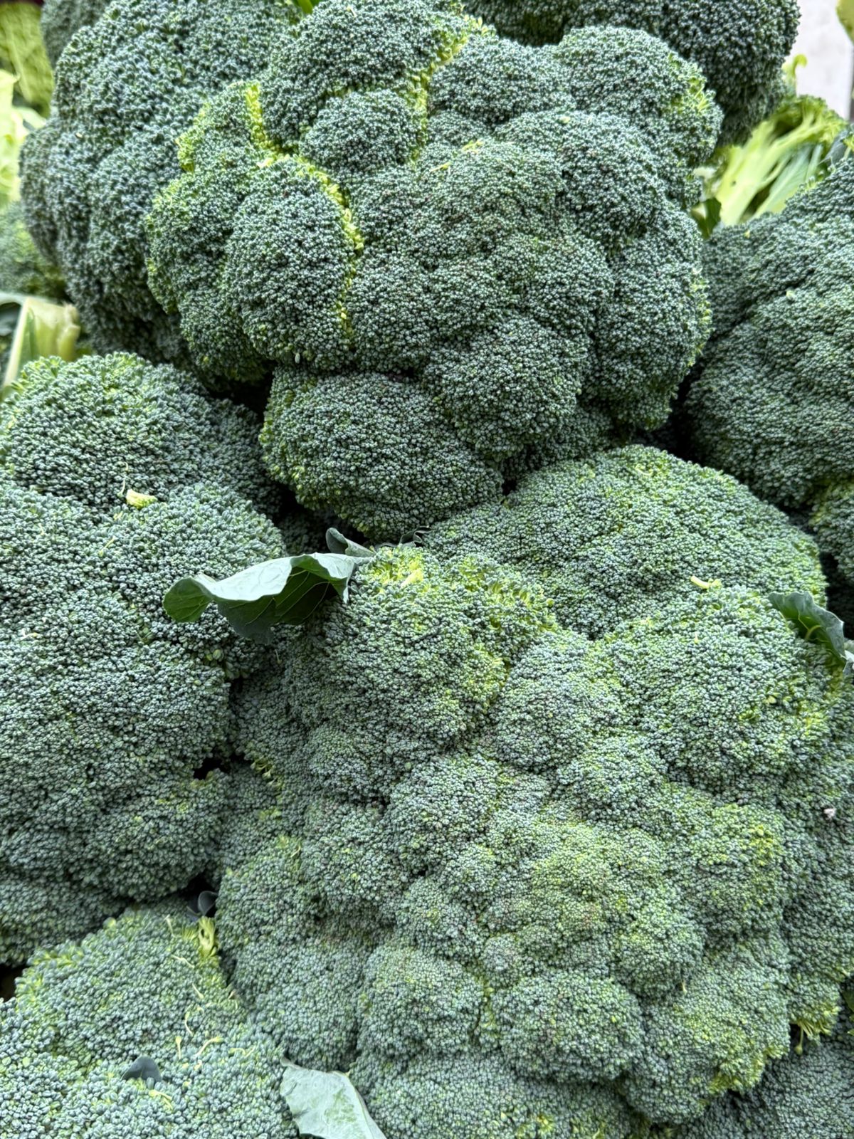 Brócoli Und.