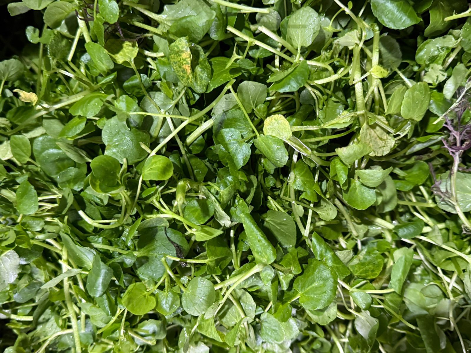 Berros 200 gr.