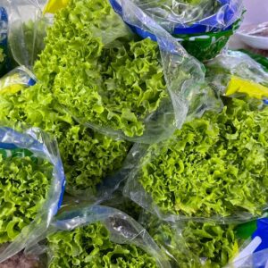 Lechuga lollo green