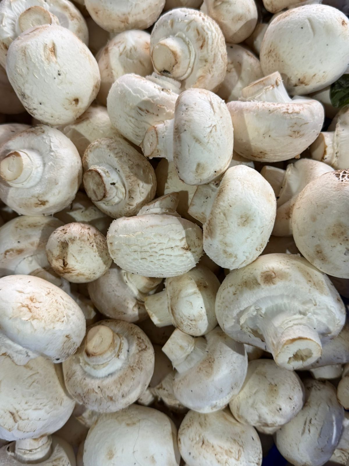 Champiñon 300 gr.