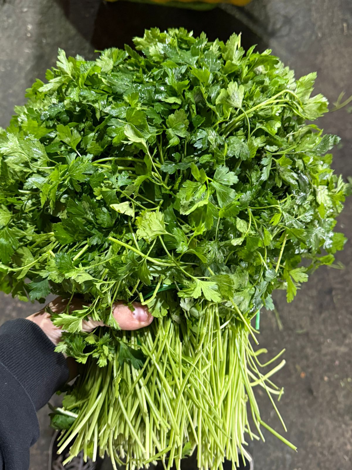 Cilantro 300 gr.