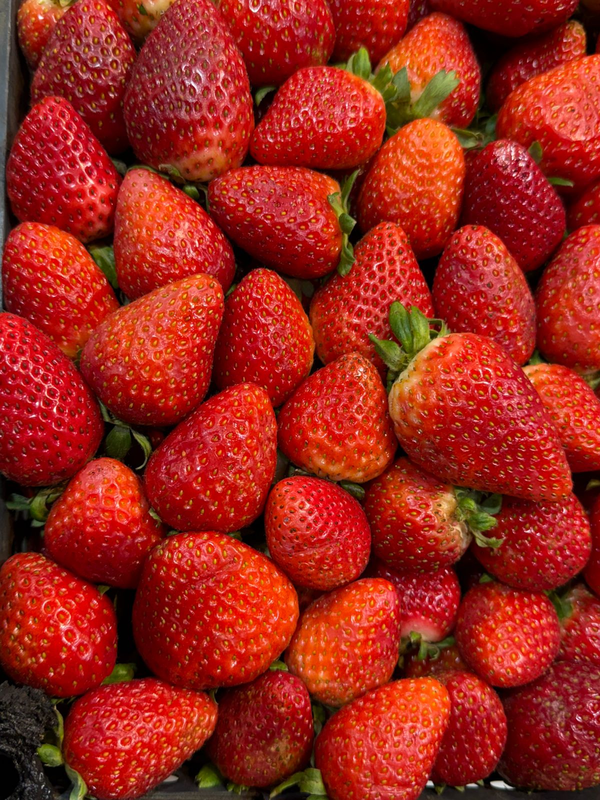 Frutilla Seleccionada Kg