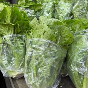 Lechuga Costina Und.