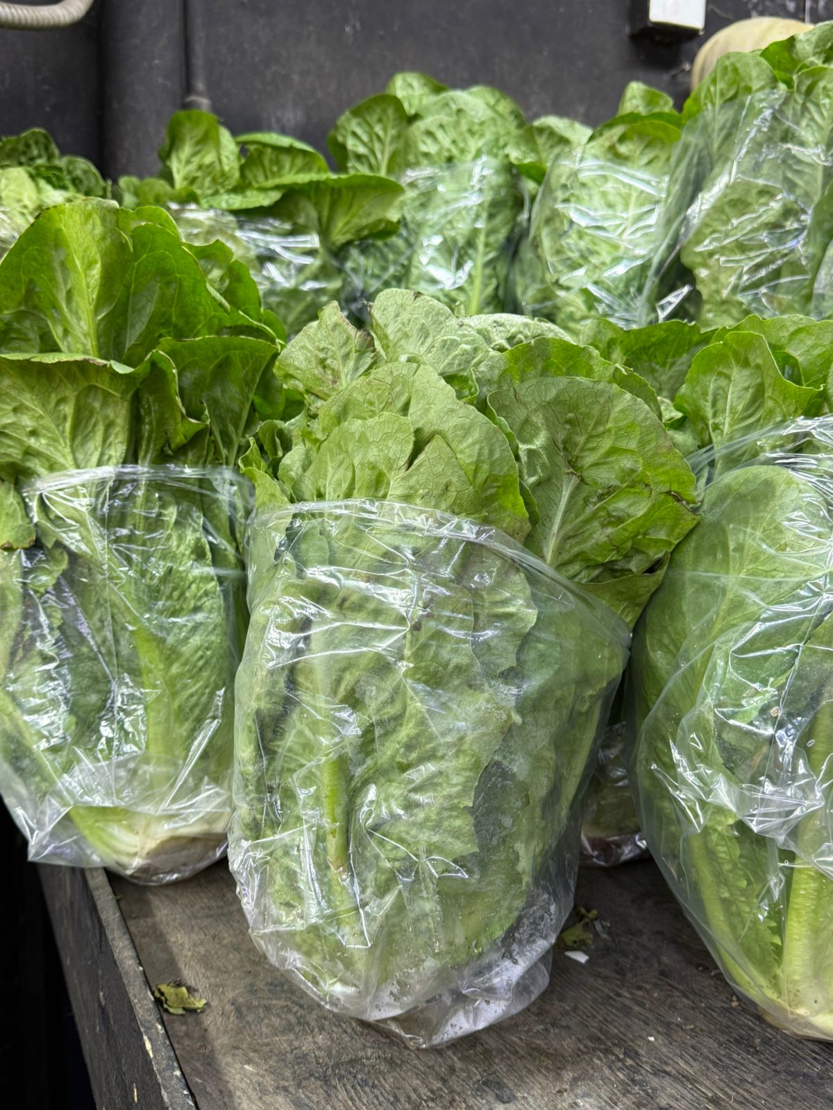 Lechuga Costina Und.