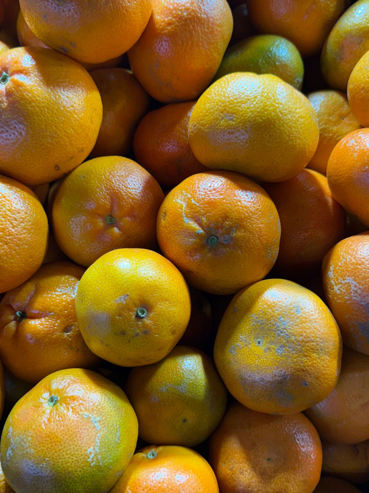 Mandarina Kg.