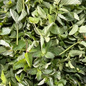 Menta 300 gr.