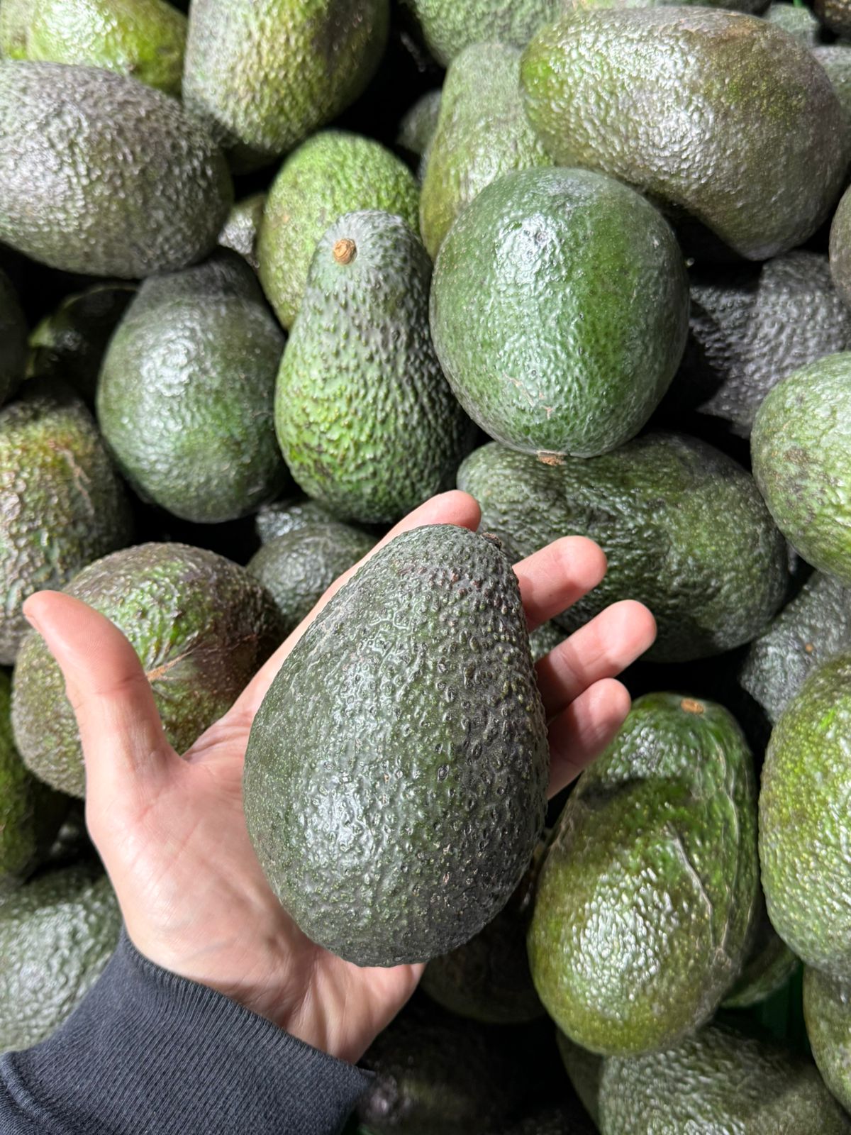 Palta Hass Kg.