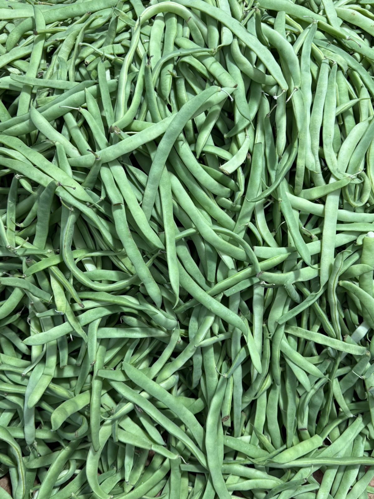 Porotos verdes Kg.