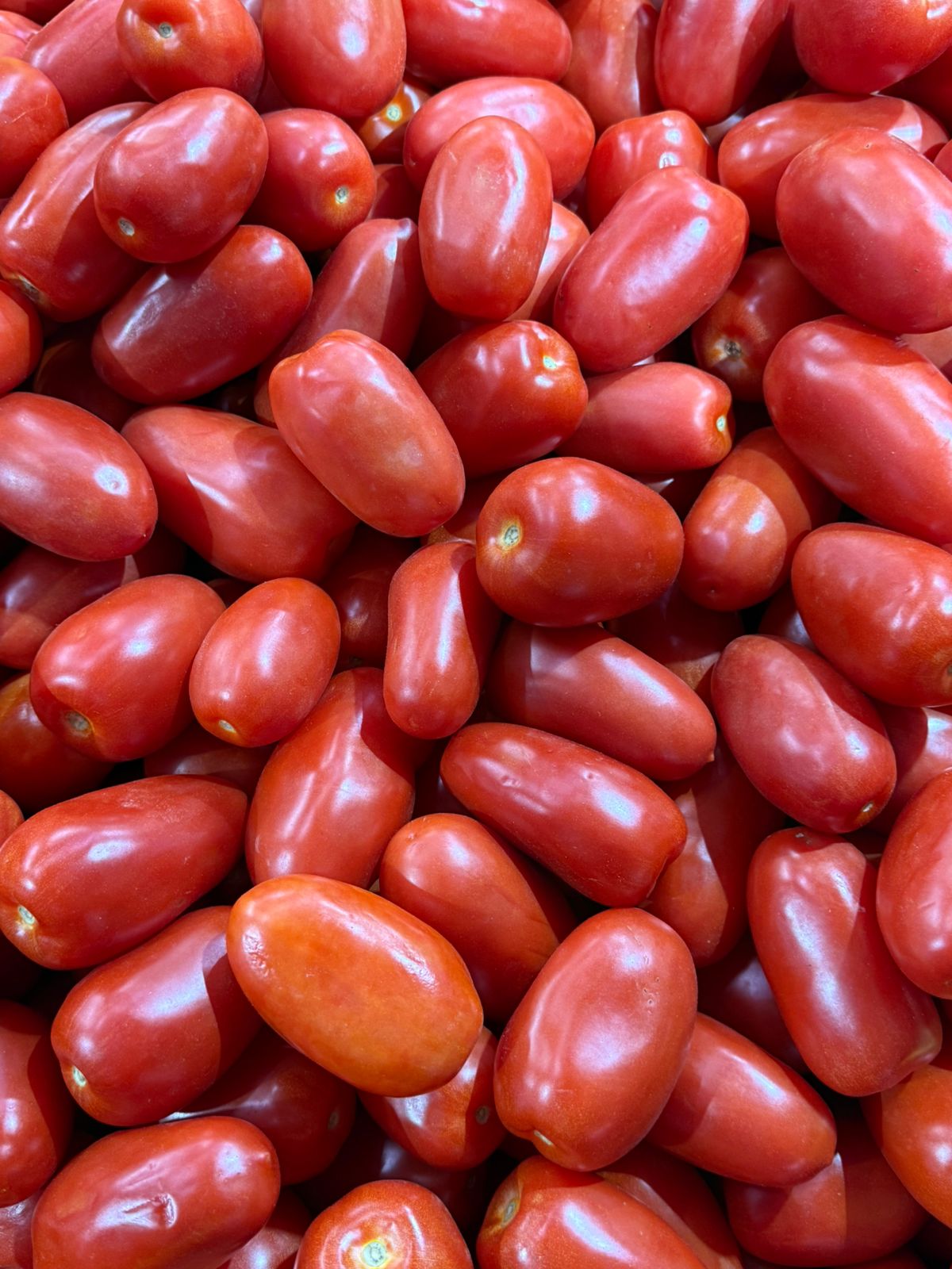 Tomate pomarola